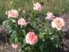 King Arthur, Züchter: Harkness, 1967, Floribunda-Rose