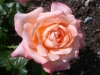 King Arthur, Züchter: Harkness, 1967, Floribunda-Rose