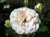 Messara, Züchter: Sauvageot, 1995, Floribunda-Rose