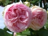 Pierre de Ronsard, Syn. Eden Rose 85,  Züchter:  Meilland 1985, Moderne Strauchrose