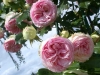 Pierre de Ronsard, Syn. Eden Rose 85,  Züchter:  Meilland 1985, Moderne Strauchrose