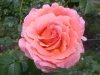 Polka® 91, Züchter: Meilland, 1991, Strauchrose