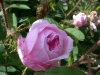 Rose ohne Namen