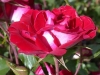 Rose ohne Namen