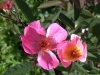Rose ohne Namen
