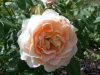 Rose ohne Namen