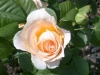 Rose ohne Namen