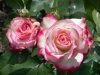 Rose ohne Namen