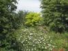 Wild-romantisch, der Rosenhang in Karben