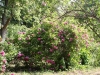 Der Rosenhang Karben, im Mai 2011
