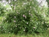 Zeit der Rosenblüte in Karben