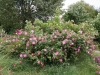 Blühende Rosen - Rosenhang Karben