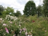 Blick auf den Rosenhang in Klein-Karben