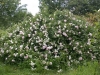 Rosenhang in Karben, Small Maidens Blush