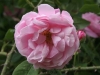 Belle-Amour, entdeckt 1940 im Kloster Elboeuf, Alba-Rose