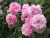 Belle-Amour, entdeckt 1940 im Kloster Elboeuf, Alba-Rose