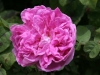 Belle Des Jardins, Züchter: Guillot Fils, 1872, Gallica-Rose