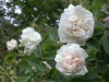 Blanche De Belgique, Züchter: Vibert, 1817, Alba-Rose