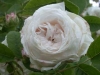 Blanche Fleur, Züchter: Vibert, 1835, Zentifolie