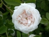 Blanche Fleur, Züchter: Vibert, 1835, Zentifolie