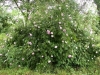 Blush Damasc, Züchter: Lawson, 1853, Damaszener-Rose
