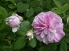 Blush Damasc, Züchter: Lawson, 1853, Damaszener-Rose