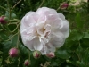 Champneys Pink Cluster, Züchter Champney, 1811, Noisette-Rose