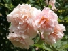 Felicia, Züchter: Pemberton, 1928, Moschus-Rose