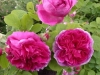 Fulgens (Malton), Züchter: Vibert, ca. 1830, Bourbon-Rose