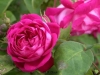 Fulgens (Malton), Züchter: Vibert, ca. 1830, Bourbon-Rose