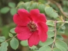 Geranium, Syn. Mandarin-Rose, Blutrose, Rote Büschelrose Wisley Garden's, 1945, Rosa moyesii