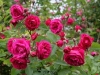 Geschwinds Schönste, Züchter:Geschwind, 1900, Multiflora-Hybride