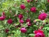 Geschwinds Schönste, Züchter:Geschwind, 1900, Multiflora-Hybride