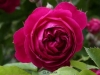 Geschwinds Schönste, Züchter:Geschwind, 1900, Multiflora-Hybride