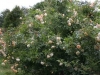 Ghislaine De Feligonde Züchter: Turbat, 1916, Rosa multiflora Hybride