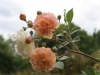 Ghislaine De Feligonde Züchter: Turbat, 1916, Rosa multiflora Hybride