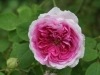 Gilda, Züchter: Geschwind, 1887, Rosa Multiflora
