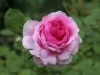 Gilda, Züchter: Geschwind, 1887, Rosa Multiflora