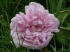 Gloire des Mousseux, Syn. Mme Alboni, Züchter: Laffay, 1852, Moosrose