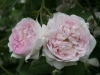 Great Maidens Blush, Syn. Cuisse De Nymphe, Incarnata, R. De L'Hay, ca. 15. Jahrhundert, 1738