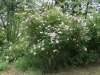 Heideröslein, Züchter: Lambert, 1932, Moschus-Rose