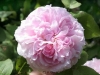 Jaques Cartier, Züchter Moreau-Robert, 1868, Portland Rose