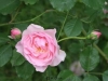 Johanna Röpke, Züchter: Tantau, 1931, Rosa Wichuriana-Hybride