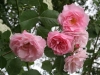 Johanna Röpke, Züchter: Tantau, 1931, Rosa Wichuriana-Hybride