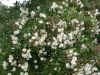 Katharina Zeimet, Züchter: Lambert, 1901, Polyantha-Rose