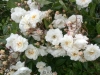 Katharina Zeimet, Züchter: Lambert, 1901, Polyantha-Rose
