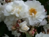Katharina Zeimet, Züchter: Lambert, 1901, Polyantha-Rose