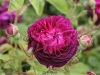 La Negresse, Züchter: Vibert, 1842, Damaszener-Rose