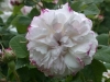 Leda, Herkunft unbekannt, eingeführt vor 1827, Damaszener-Rose