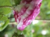 Leda, Herkunft unbekannt, eingeführt vor 1827, Damaszener-Rose